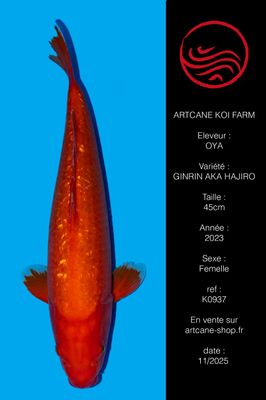 Ginrin Aka Hajiro 45 cm Ginrin Aka Hajiro 45 cm