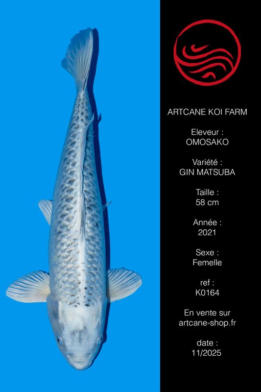 Gin Matsuba 58 cm Gin Matsuba 58 cm