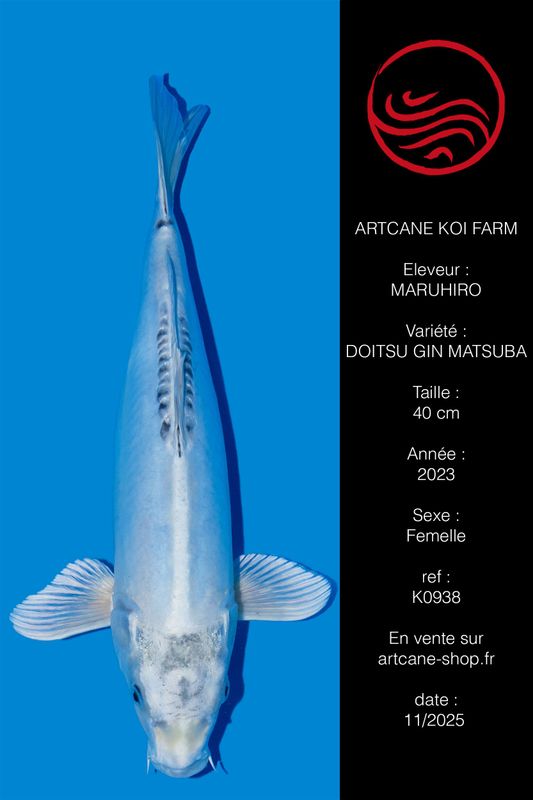 Doitsu Gin Matsuba 40 cm Doitsu Gin Matsuba 40 cm