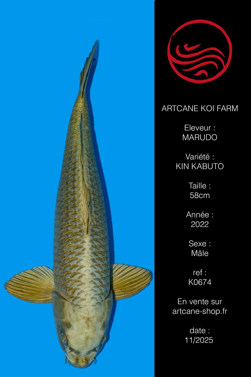 Kin Kabuto 58 cm Kin Kabuto 58 cm