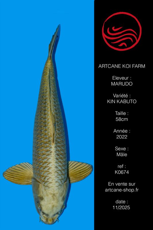 Kin Kabuto 58 cm Kin Kabuto 58 cm