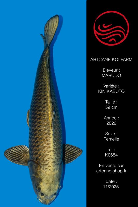 Kin Kabuto 59 cm Kin Kabuto 59 cm