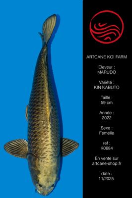 Kin Kabuto 59 cm Kin Kabuto 59 cm