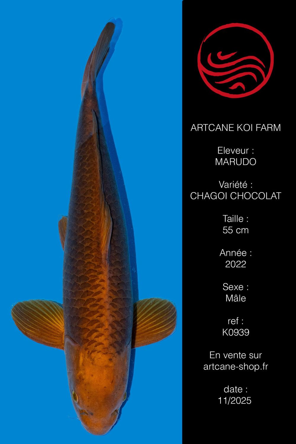 Chagoi Chocolat 55 cm Chagoi Chocolat 55 cm