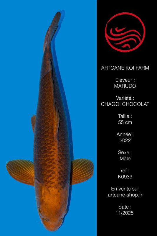 Chagoi Chocolat 55 cm Chagoi Chocolat 55 cm