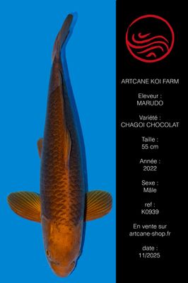 Chagoi Chocolat 55 cm Chagoi Chocolat 55 cm