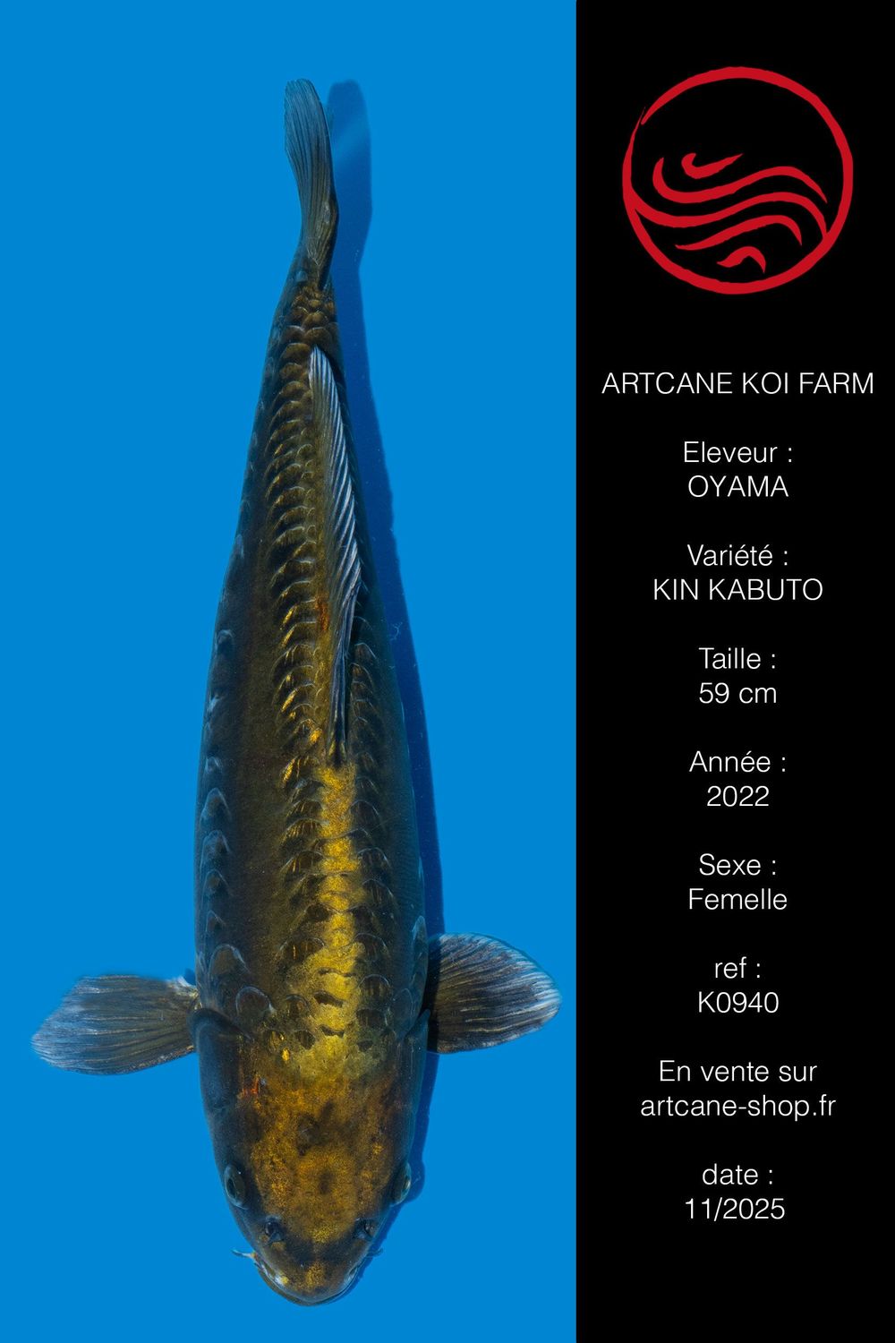 Doitsu Kin Kabuto 43 cm Doitsu Kin Kabuto 43 cm