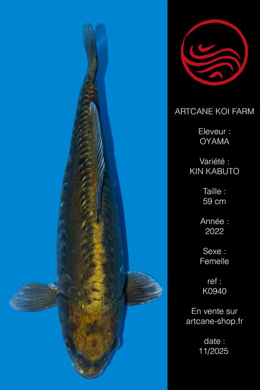 Doitsu Kin Kabuto 43 cm