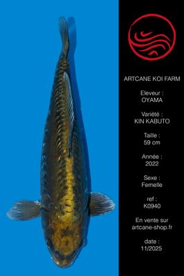 Doitsu Kin Kabuto 43 cm Doitsu Kin Kabuto 43 cm