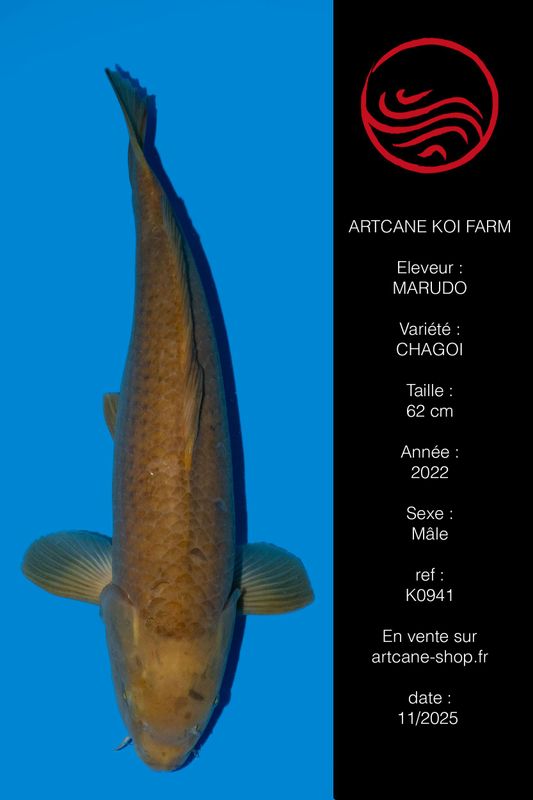 Chagoi 62 cm Chagoi 62 cm