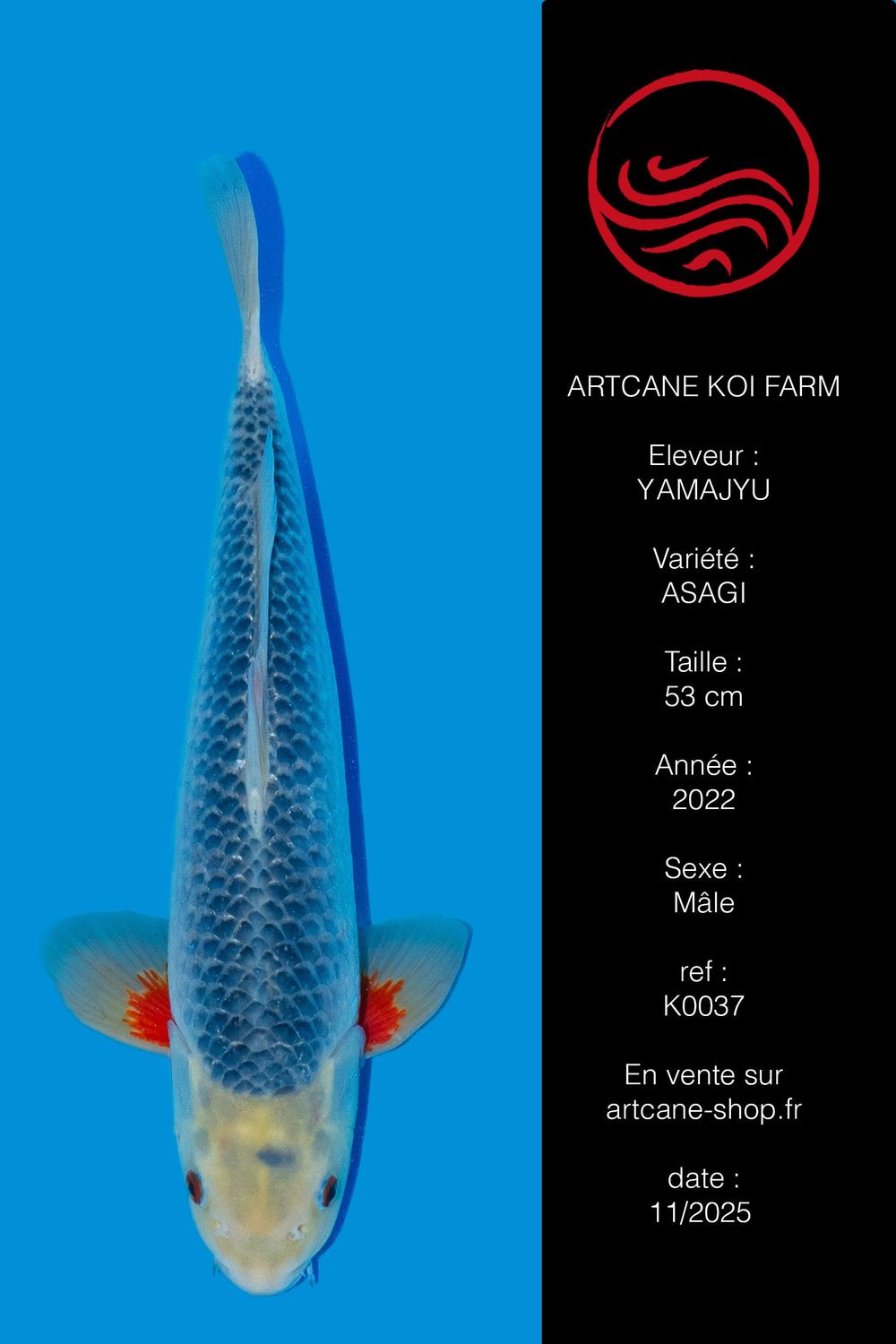 Asagi 53 cm Asagi 53 cm