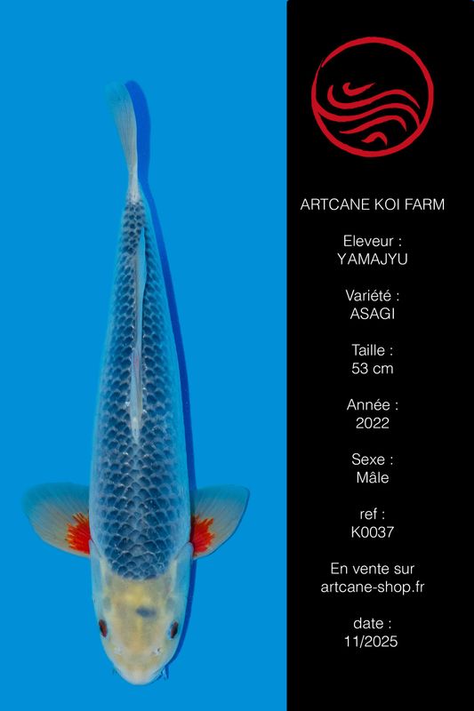 Asagi 53 cm Asagi 53 cm