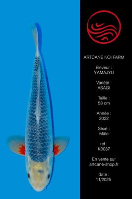 Asagi 53 cm Asagi 53 cm