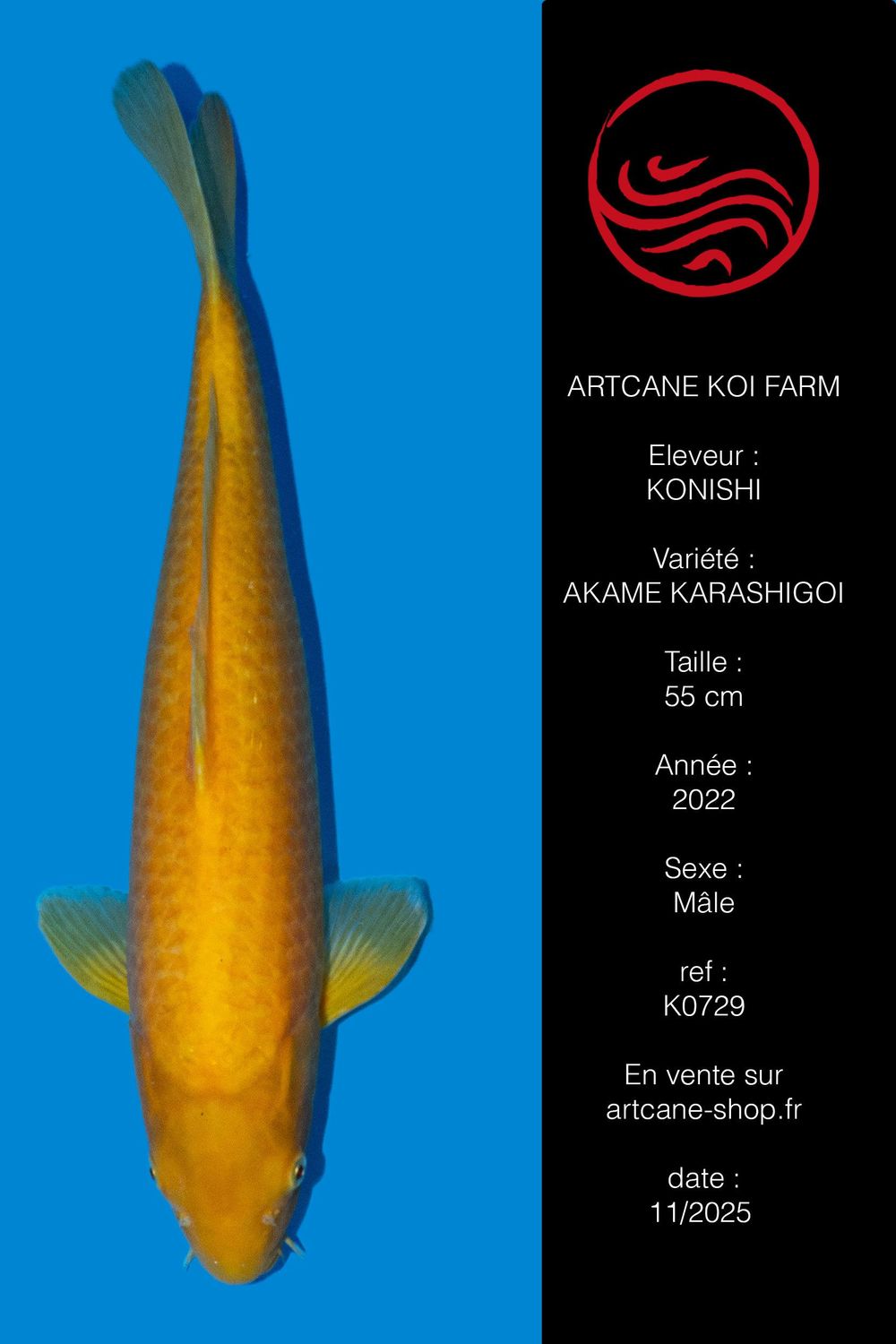 Karashigoi Akame 55 cm Karashigoi Akame 55 cm