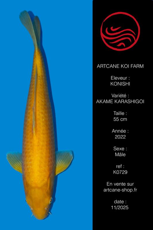 Karashigoi Akame 55 cm Karashigoi Akame 55 cm