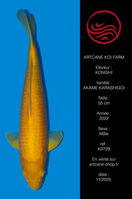 Karashigoi Akame 55 cm