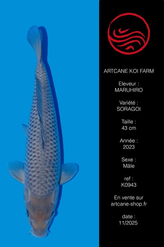 Soragoi 43 cm Soragoi 43 cm