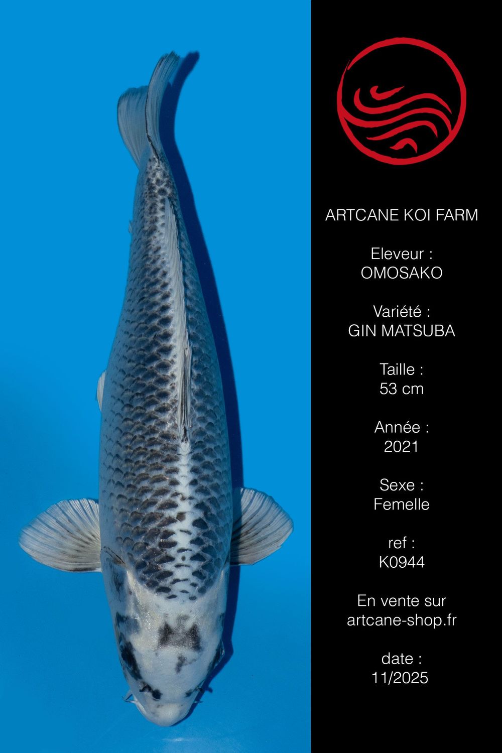 Gin Matsuba 53 cm Gin Matsuba 53 cm