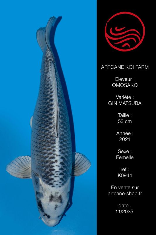 Gin Matsuba 53 cm Gin Matsuba 53 cm