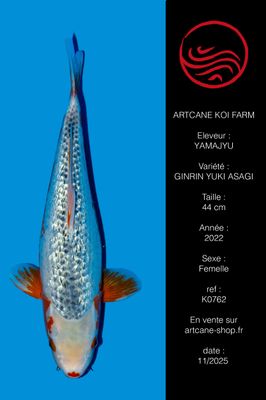 Ginrin Yuki Asagi Ginrin Yuki Asagi