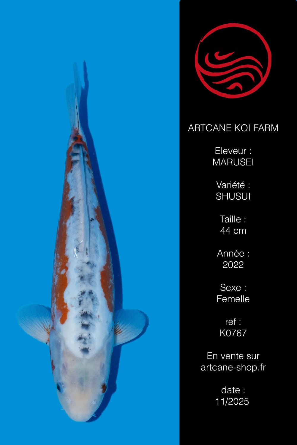 Shusui 44 cm Shusui 44 cm