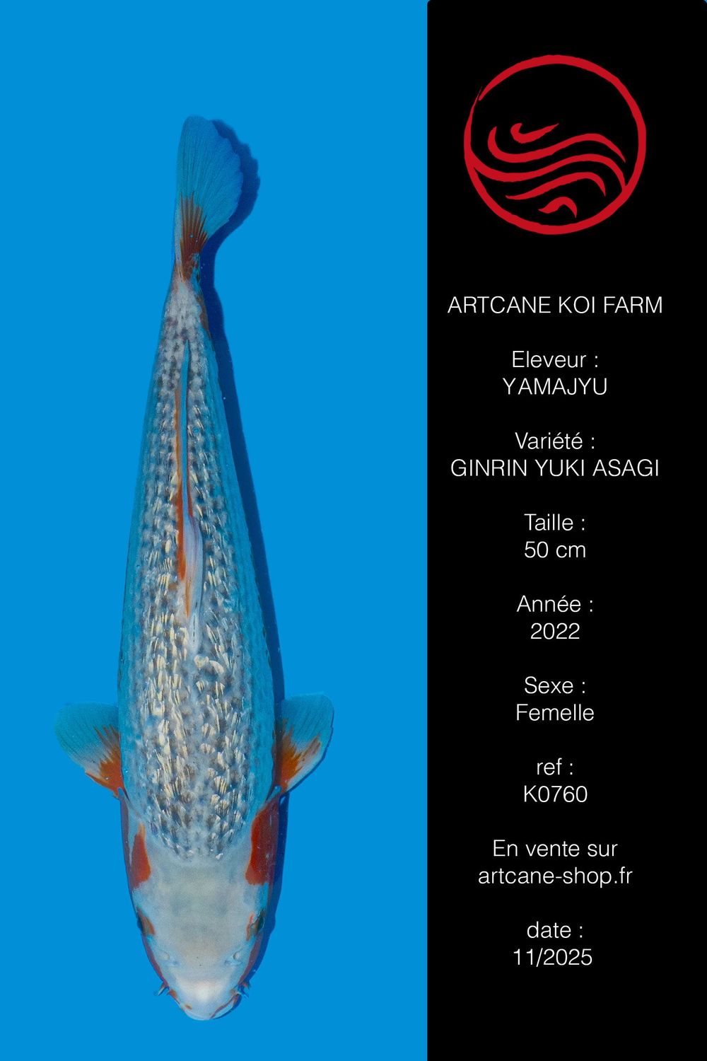 Ginrin Yuki Asagi 50 cm Ginrin Yuki Asagi 50 cm