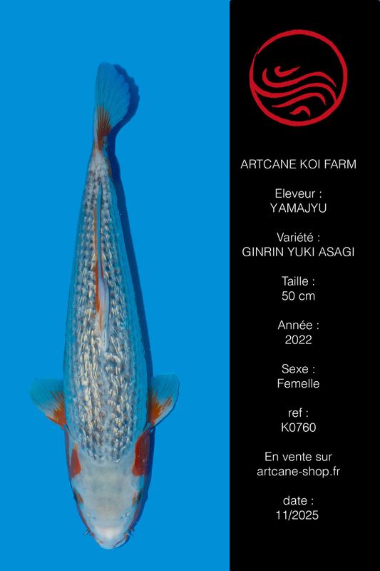 Ginrin Yuki Asagi 50 cm Ginrin Yuki Asagi 50 cm