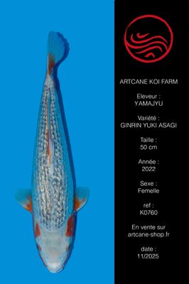 Ginrin Yuki Asagi 50 cm