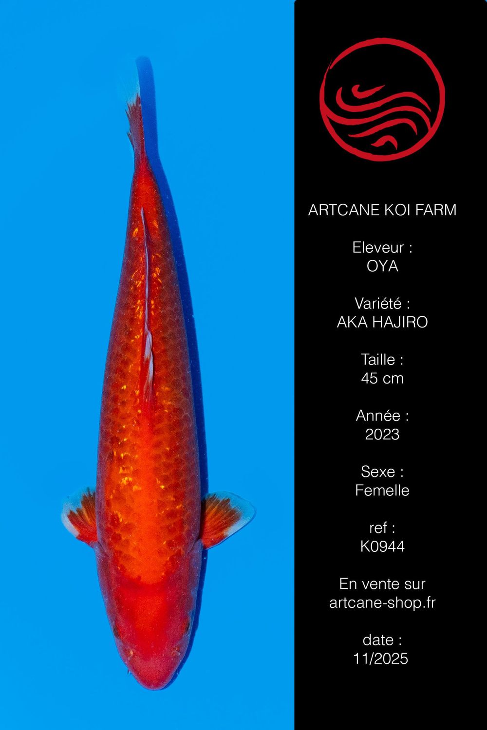 Ginrin Aka Hajiro 45 cm Ginrin Aka Hajiro 45 cm