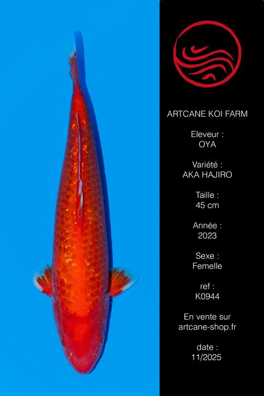 Ginrin Aka Hajiro 45 cm Ginrin Aka Hajiro 45 cm