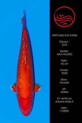 Ginrin Aka Hajiro 45 cm Ginrin Aka Hajiro 45 cm