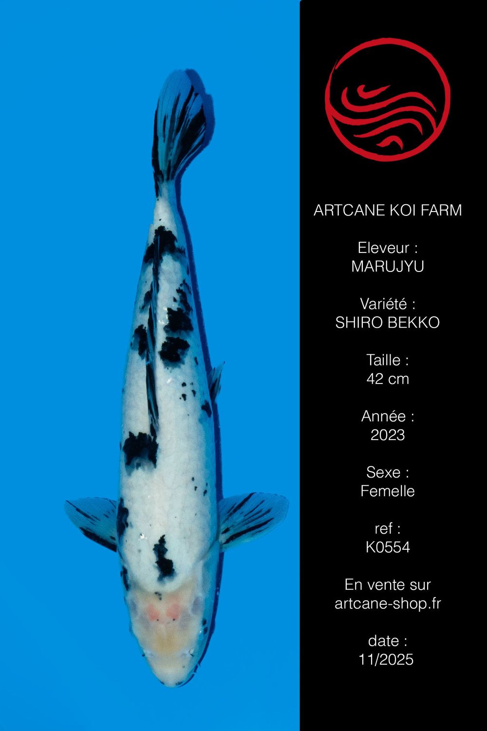 Shiro Bekko Shiro Bekko