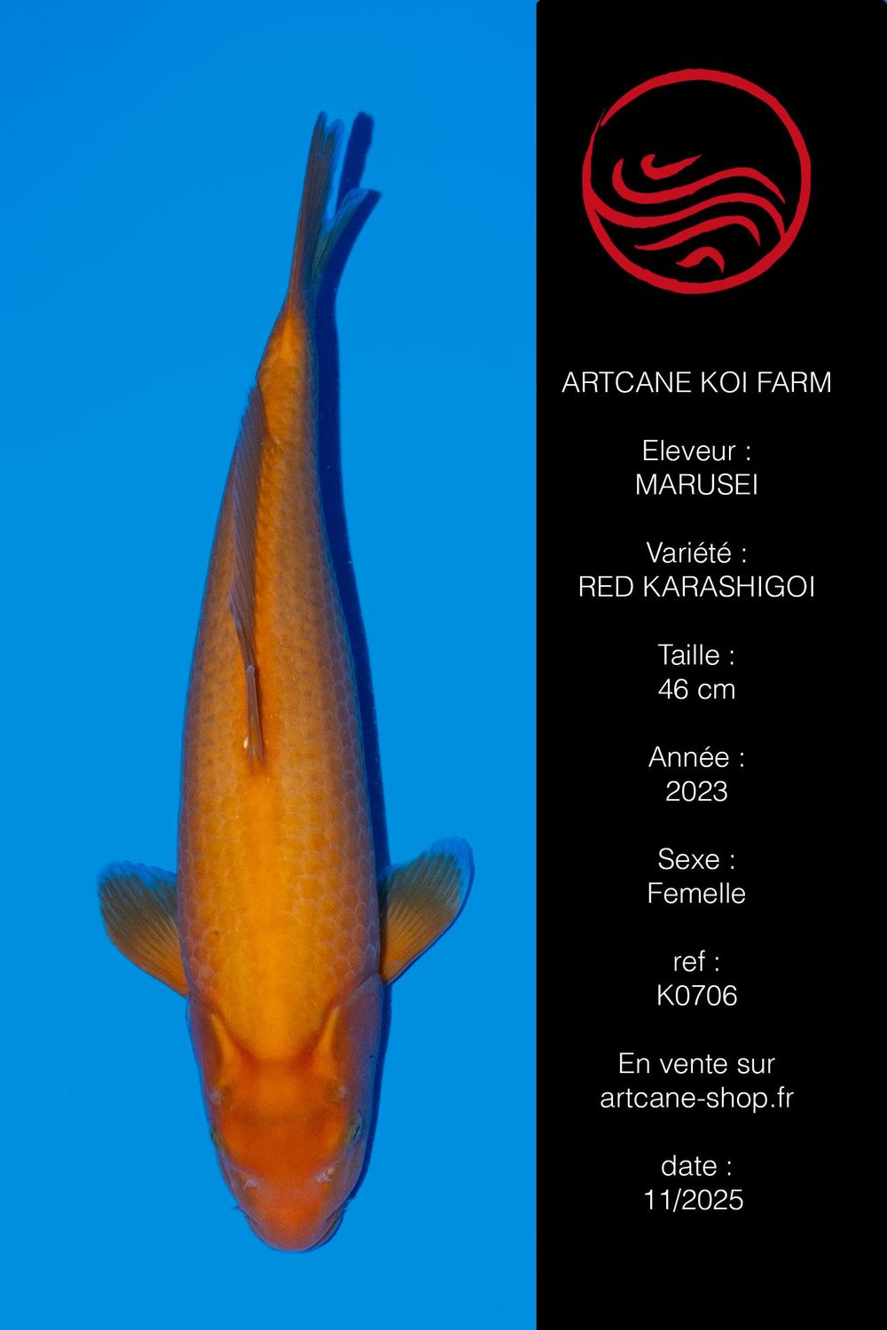 Red Karashigoi 46 cm Red Karashigoi 46 cm