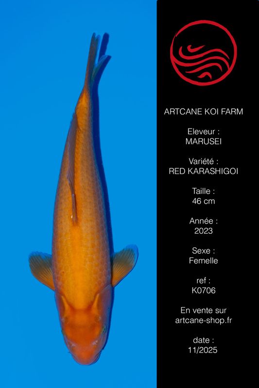 Red Karashigoi 46 cm Red Karashigoi 46 cm