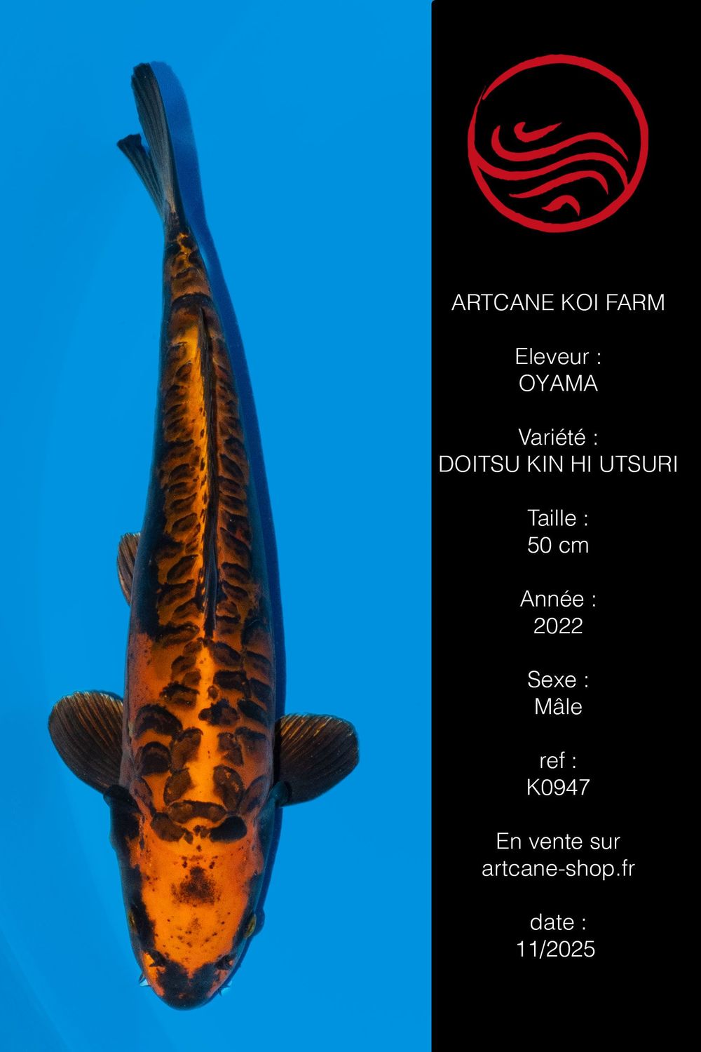 Doitsu Kin Hi Utsuri 50 cm Doitsu Kin Hi Utsuri 50 cm