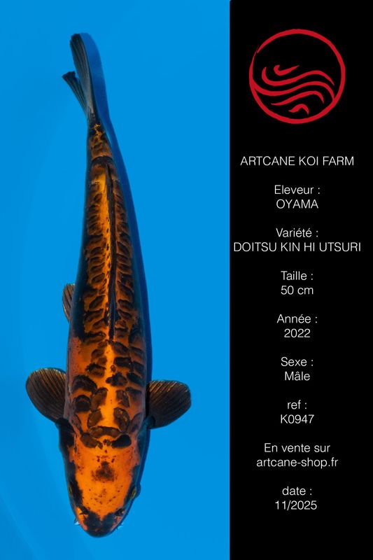 Doitsu Kin Hi Utsuri 50 cm Doitsu Kin Hi Utsuri 50 cm