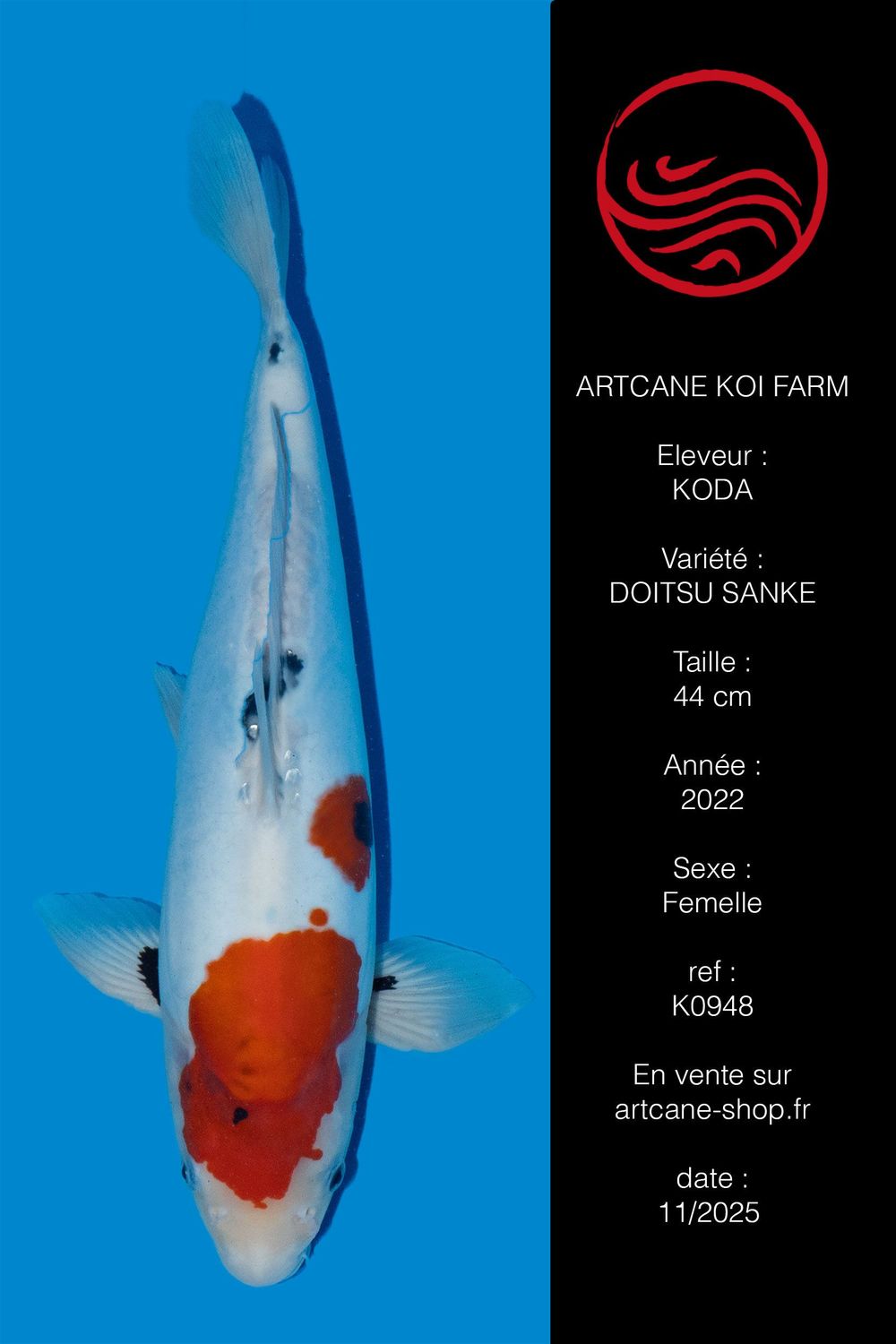 Doitsu Sanke 44 cm Doitsu Sanke 44 cm