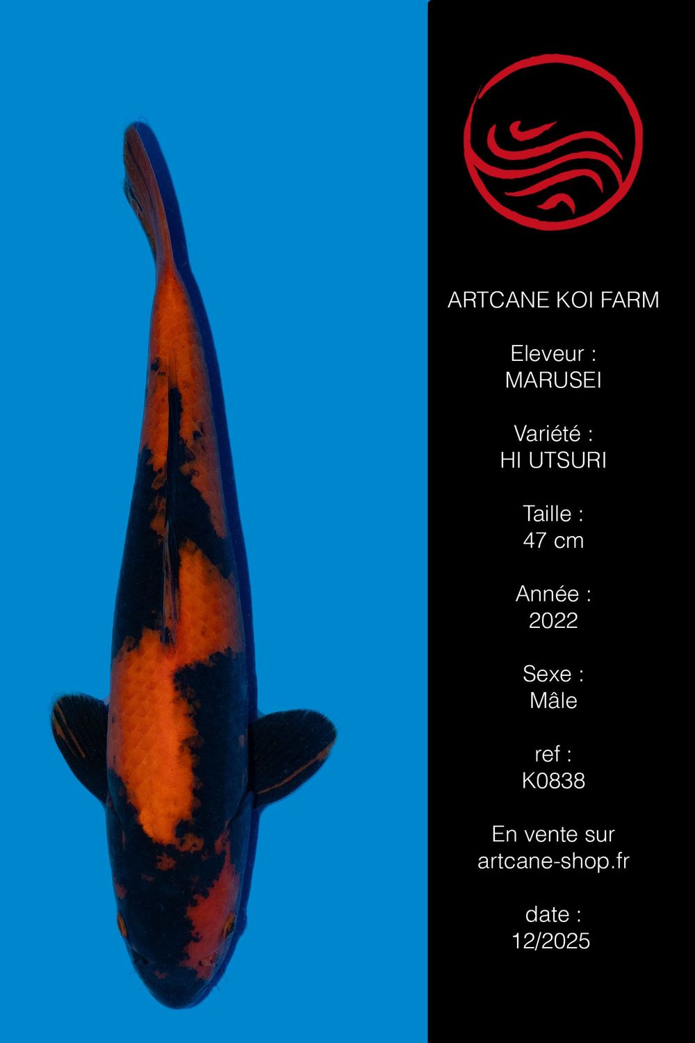 Hi Utsuri 47 cm Hi Utsuri 47 cm