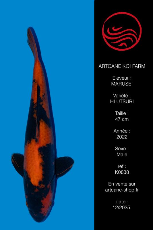 Hi Utsuri 47 cm Hi Utsuri 47 cm