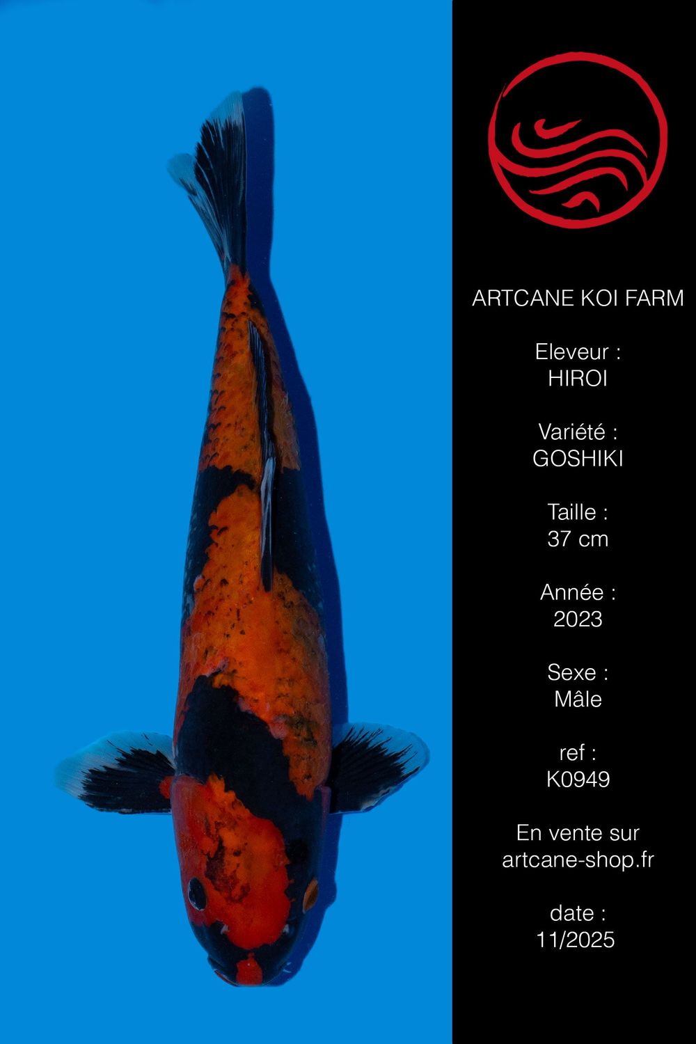 Goshiki 37 cm Goshiki 37 cm