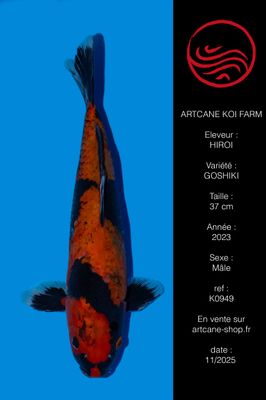 Goshiki 37 cm Goshiki 37 cm