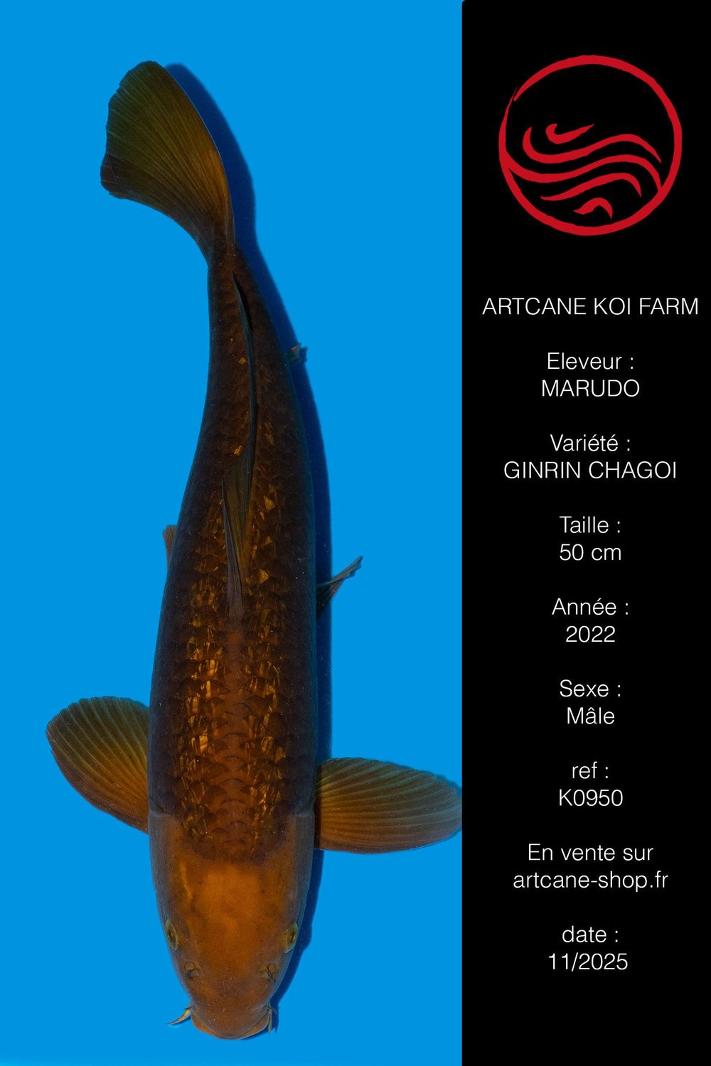 Ginrin Chagoi 57 cm Ginrin Chagoi 57 cm