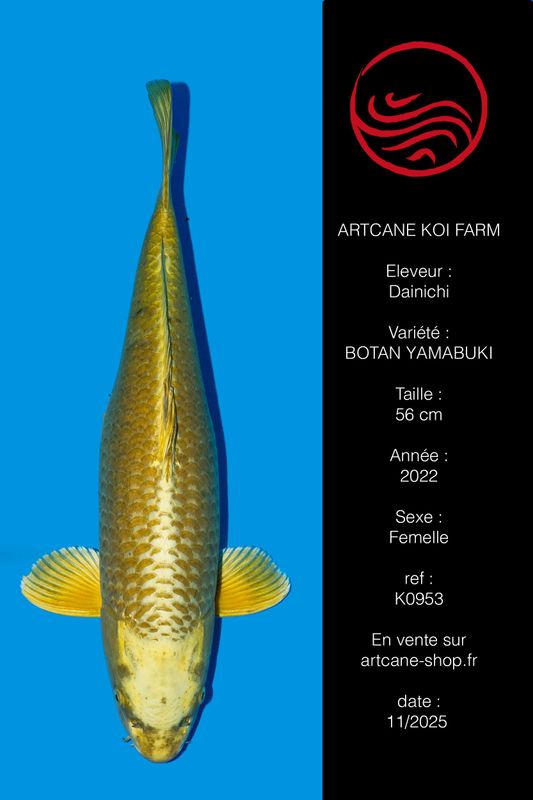 Botan (Yamabuki) 56 cm Botan (Yamabuki) 56 cm