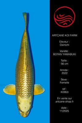 Botan (Yamabuki) 56 cm