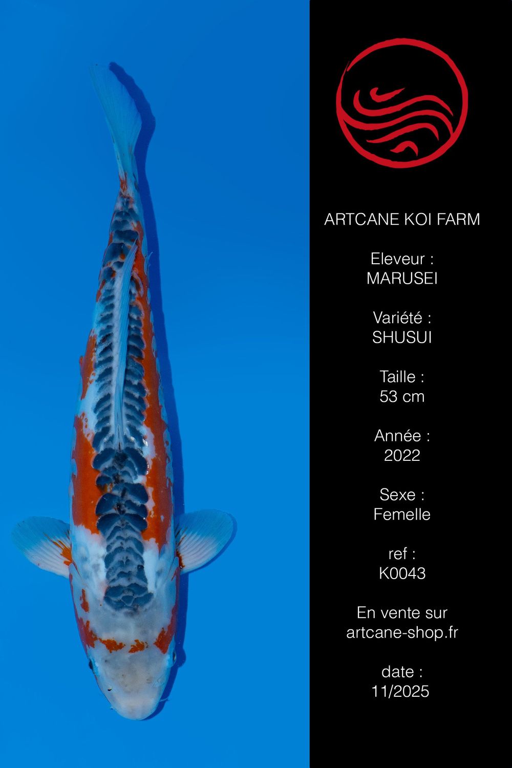 Shusui 53 cm Shusui 53 cm