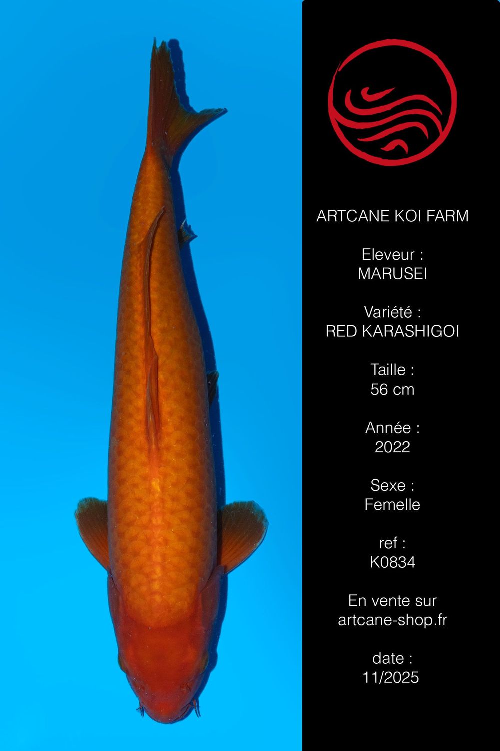 Red Karashigoi 56 cm Red Karashigoi 56 cm