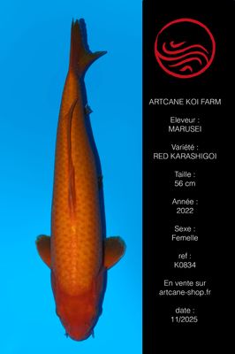 Red Karashigoi 56 cm