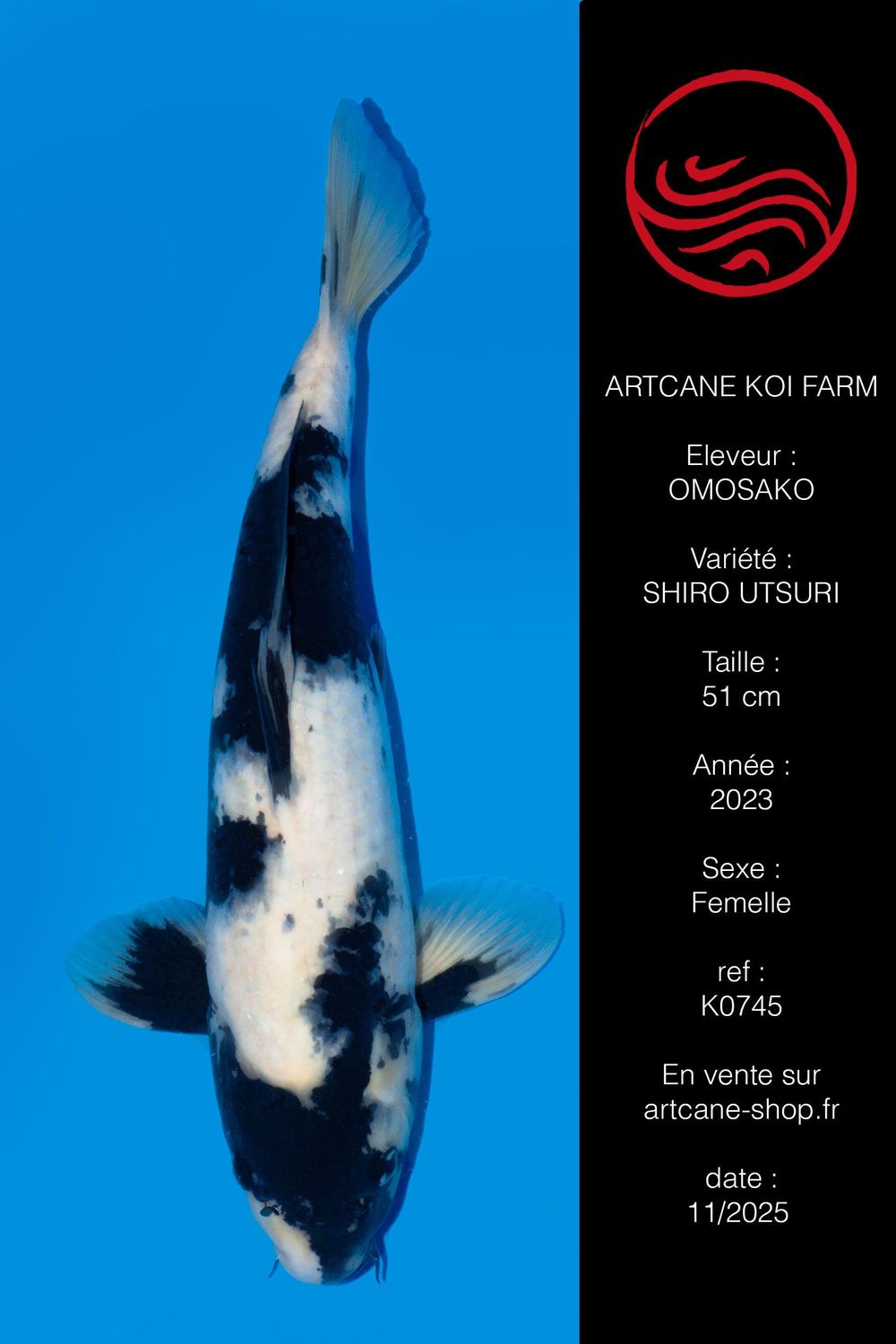 Shiro Utsuri 51 cm Shiro Utsuri 51 cm