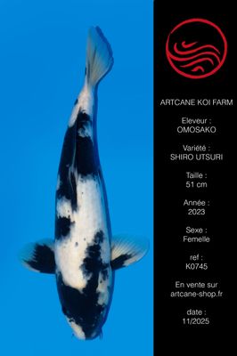 Shiro Utsuri 51 cm Shiro Utsuri 51 cm