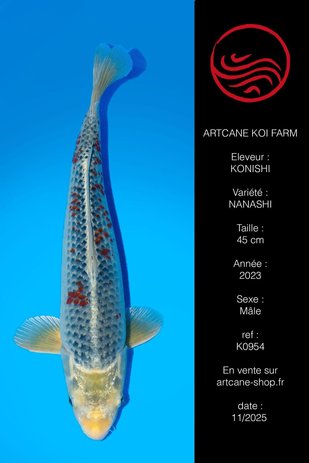 Nanashigoi 45 cm Nanashigoi 45 cm